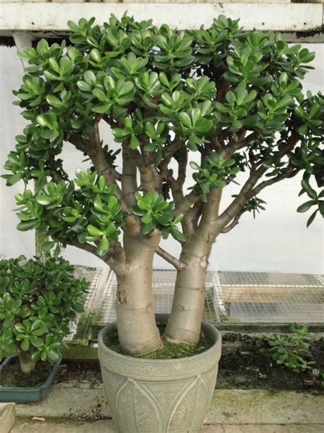 money plant 777|Money Plant (Jade Plant or Jade Tree): Care, Types, .